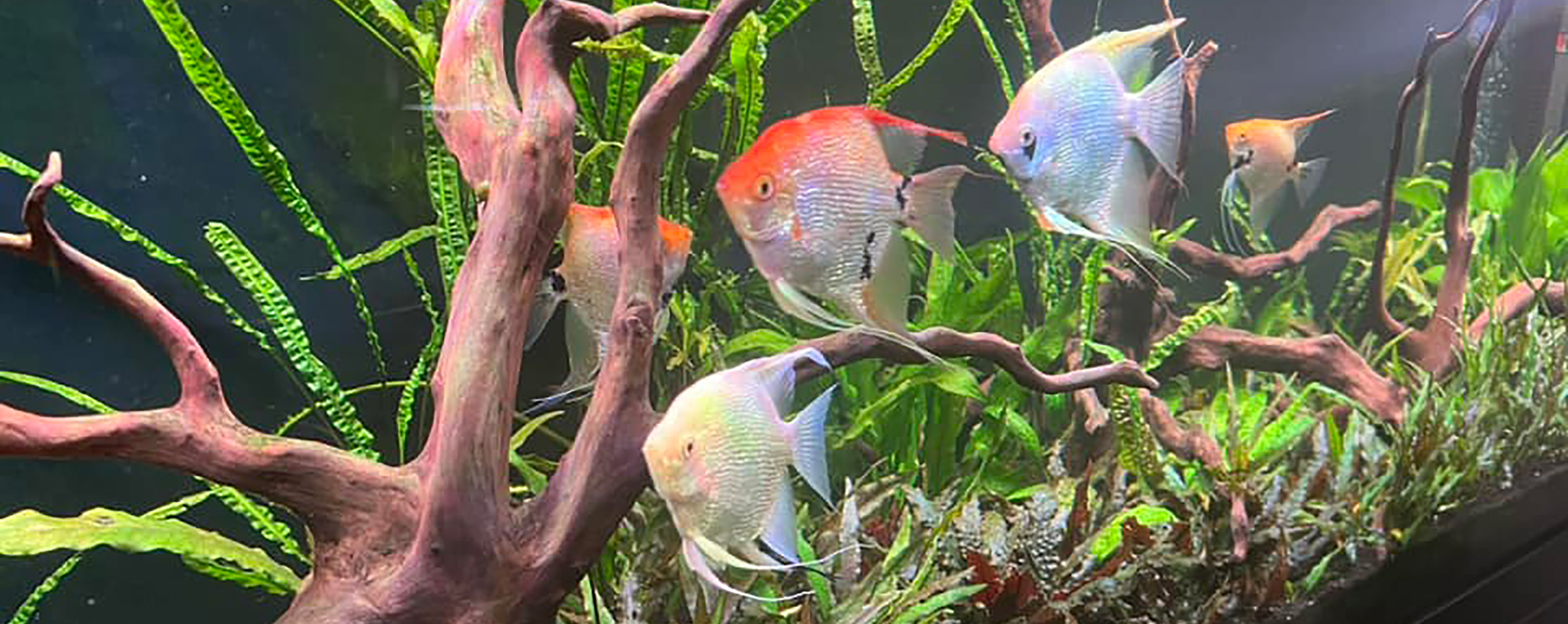 Fish Tank