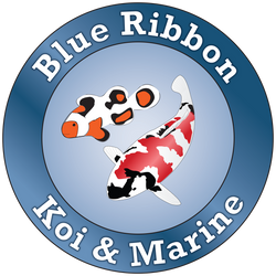 BlueRibbonKoi&Marine1748919079.png